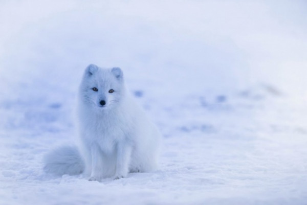 بعد نومه 24 ألف عام.. حيوان يعود للحياة في جليد سيبيريا