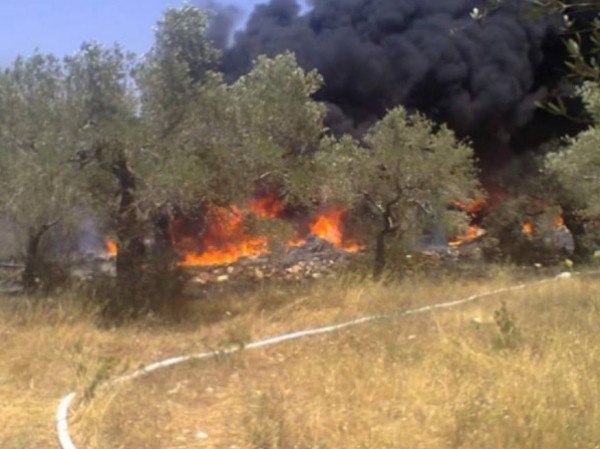 نابلس: مستوطنو "أفيتار" يشعلون النار في عشرات أشجار الزيتون على جبل صبيح