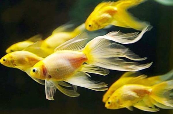 شاهد: تضخم سمك الزينة الذهبي اللون لحجم كرة قدم