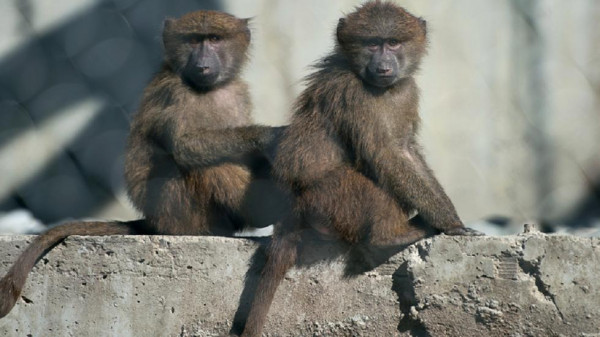علماء يكشفون قدرات اجتماعية غريبة ونادرة لدى القرود