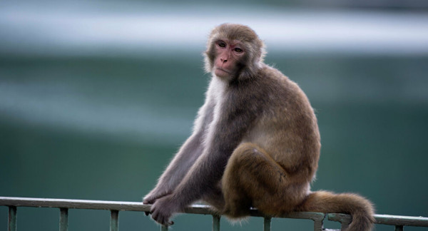 شاهد: نوع جديد من القردة في منطقة الأمازون البرازيلية