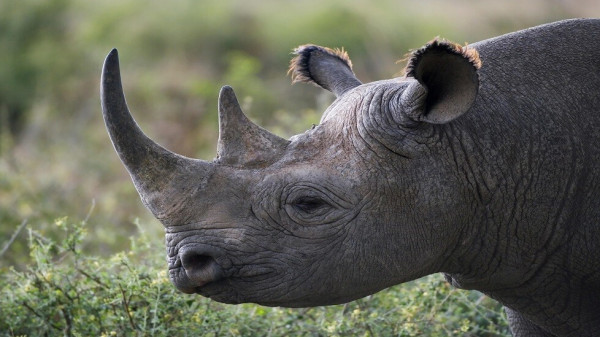 شاهد: أنثى وحيد القرن تضع مولودتها البيضاء النادرة