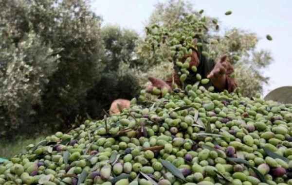 الزراعة بغزة تحدد موعد موسم قطف الزيتون