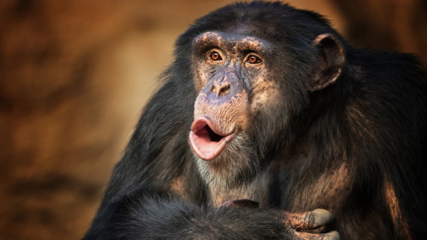 لقطات صادمة لظهور الجذام في الشمبانزي لأول مرة