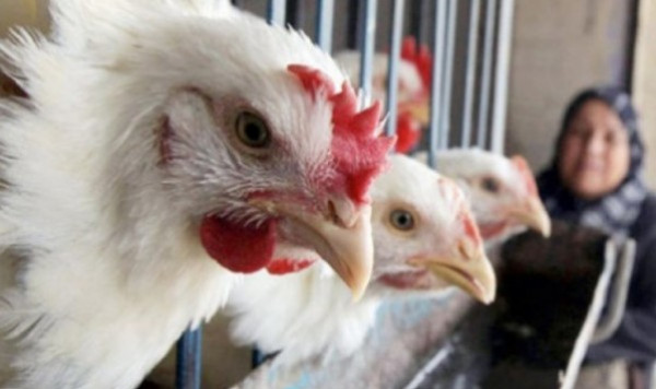 "ارتفاع سعر الدجاج".. أسعار الخضروات واللحوم في أسواق غزة