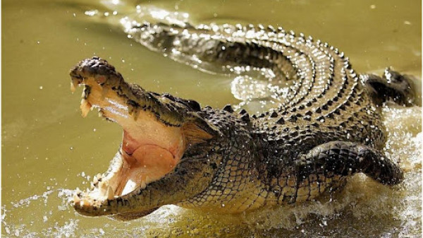 شاهد: تمساح ينجح بتحرير نفسه من قبضة الأناكوندا المميتة