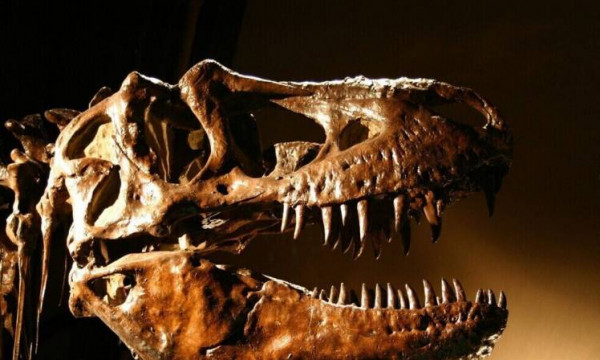 علماء صينيون يعثرون على أحفورة نادرة لديناصور
