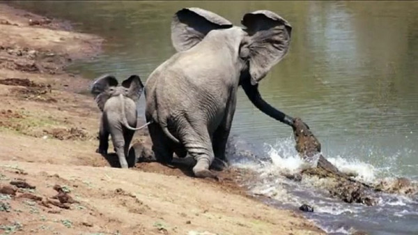 شاهد: أنثى فيل غاضبة تسحق تمساح هدد صغيرها