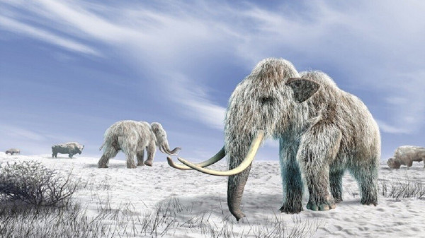 التغير السريع بالمناخ أدى لانقراض فيلة الماموث