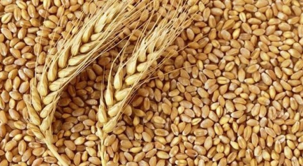 تقديرات أولية: الجزائر اشترت 600 ألف طن من القمح في مناقصة