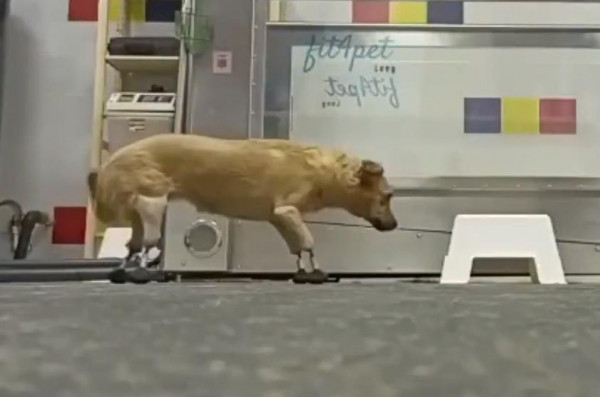 شاهد: أطباء ينجحون بزراعة أطراف صناعية لكلبة