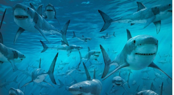 معركة على الغذاء بين الطيو وأسماك القرش في أعماق المحيط