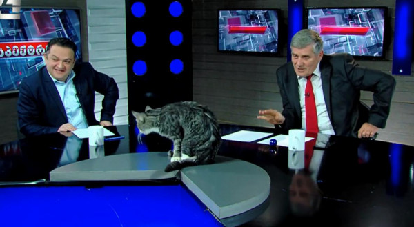 شاهد: لقطة طريفة لـ "قط" يقتحم حوارًا سياسيا على التلفاز