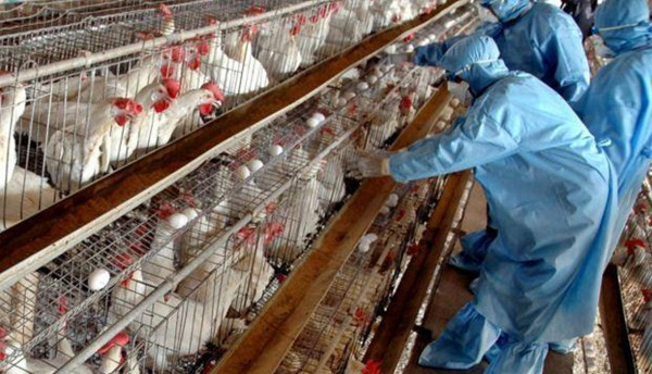 إسرائيل: تحذيرات من طفرة خطيرة من إنفلونزا الطيور