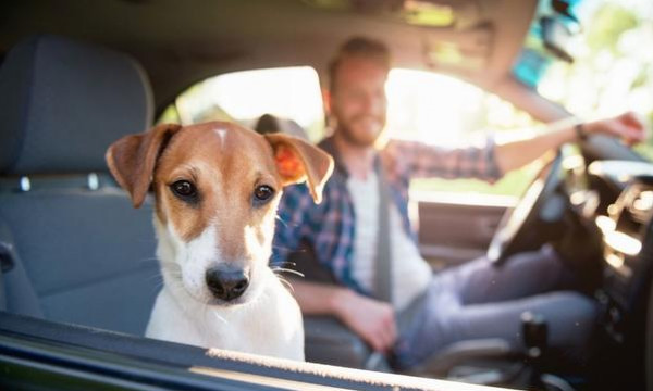 كيف تؤمن الحيوانات الأليفة أثناء السفر بالسيارة؟