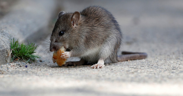 نيويورك تتعرض لغزو الجرذان والفئران وتشارك المواطنين طعامهم