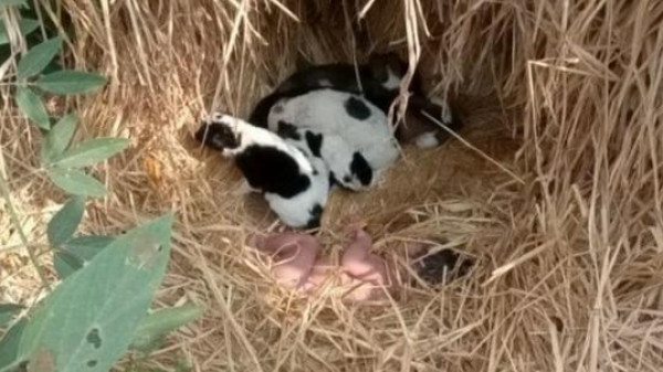 كلبة تنقذ رضيعة حديثة الولادة تركت عارية وسط حقل