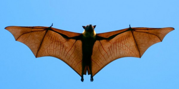 نشطاء في الحياة البرية يرصدون نوعا من الخفافيش بعد إعلان انقراضه رسميا