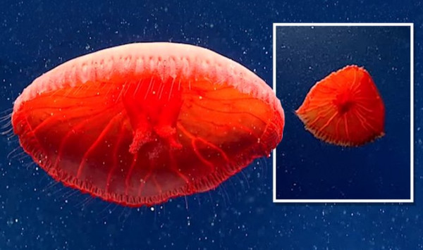 شاهد: مخلوقات غريبة وجدت في أعماق البحار عام 2021