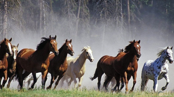 باحثون يتوصلون إلى استنتاجات غير مسبوقة تتعلق بالنظام الاجتماعي للخيول