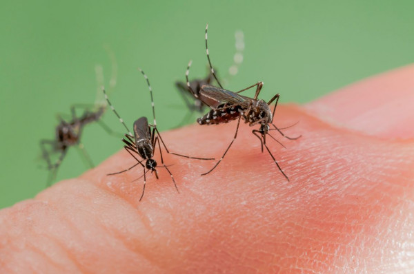 علماء يكشفون السر وراء لدغ البعوض لأشخاص محددين دون غيرهم