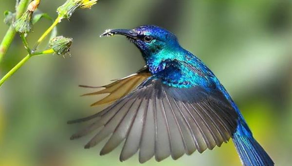 هل يضُر انقراض الحيوانات والطيور بالنباتات؟