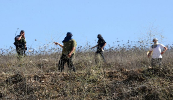 الخليل: مستوطنون يقتلعون 30 غرسة زيتون في منطقة الركيز بمسافر يطا