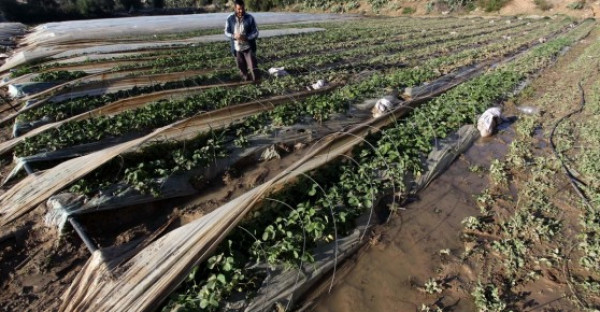 القطاع الزراعي يطالب الإسراع بمعالجة آثار الاحوال الجوية وتعويض المزارعين المتضررين