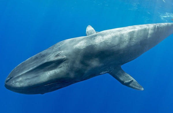 شاهد: معركة وحشية شرسة بين حيتان الأوركا القاتلة والحوت الأزرق