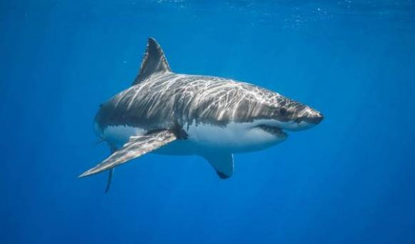 شاهد: "القرش الشبح" المخيف والنادر في المحيط الهادئ