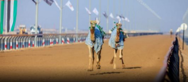 سباق الهجن في دبي - الرياضة التراثية في الإمارات العربية المتحدة