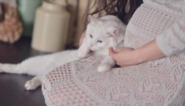 هل تؤثر القطط على الأم وجنينها؟