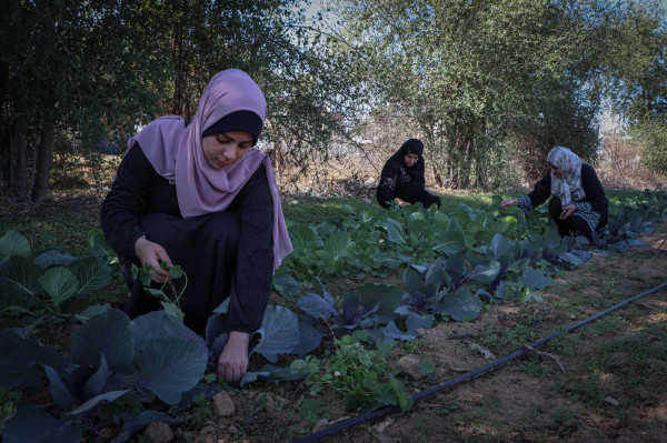 سيدات يواجهن البطالة بالزراعة في قطاع غزة