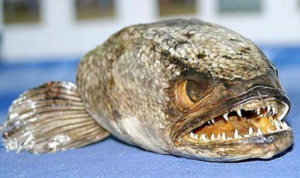 شاهد: أسماك عاشت قبل ملايين السنين بكولومبي و أسنان طاحنة