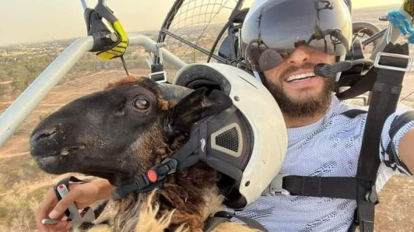 شاهد: ليبي ينقل خروف العيد لوالد زوجته جواً