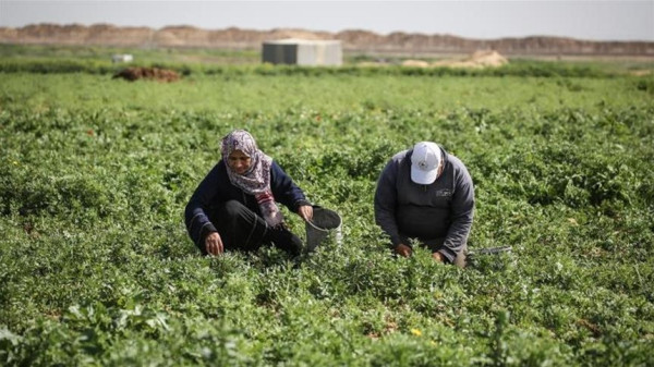 "الزراعة" بغزة تعلن تفعيل لجنة الطوارئ تزامناً مع العدوان