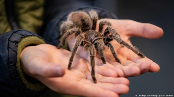 شاهد: أكبر عنكبوت في المملكة المتحدة يغزو منزل رجل بريطاني