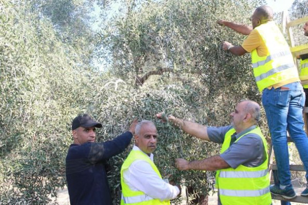 حركة فتح تدشن إطلاق فعاليات موسم قطف ثمار الزيتون بالمحافظات الجنوبية