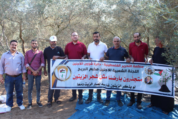 تحت شعار "متجذرون بأرضنا مثل شجر الزيتون" اللجنة الشعبية بالبريج تشارك المزارعين بقطف الزيتون