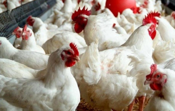 أسعار الدجاج والخضروات في غزة اليوم الجمعة