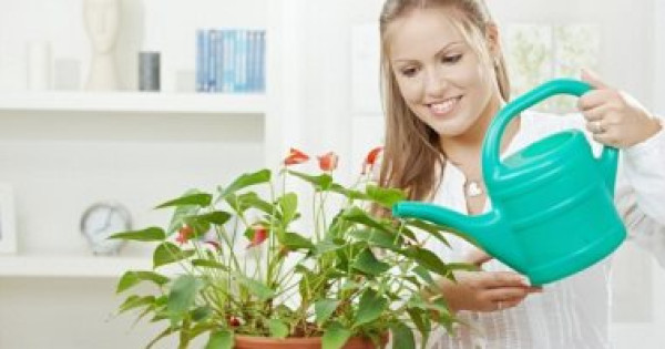 نباتات يمكن إضافتها فى غرفة طفلك.. هتحسن نفسيته