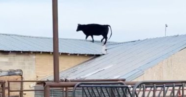رشيقة ومش خايفة.. فيديو طريف لبقرة تسير أعلى سطح مبنى فى مزرعة مالكها