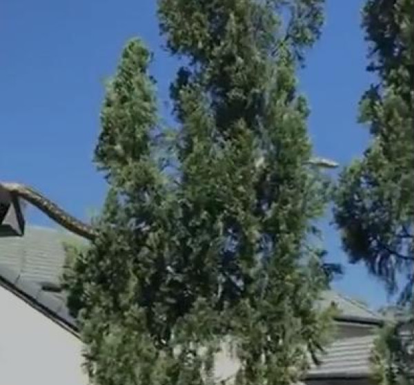 شاهد: ثعبان عملاق على سطح أحد المنازل في أستراليا يثير الرعب