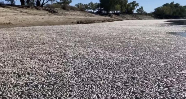 في مشهد مروع.. ملايين من الأسماك المتحللة تغطي نهراً في أستراليا