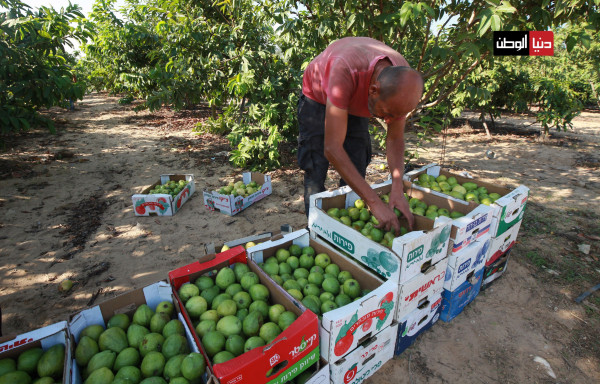 شاهد: موسم الجوافة بغزة يشهد إنتاجاً وفيراً وإقبالاً واسعاً