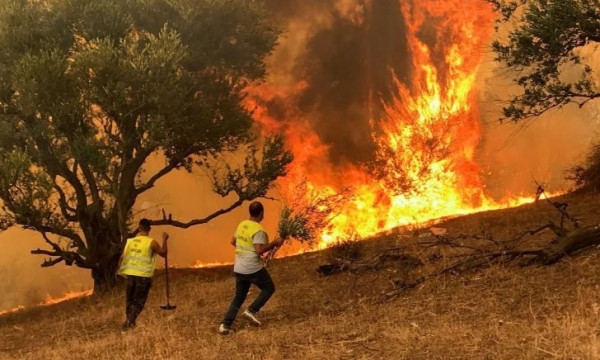 الجزائر: حرائق الغابات تشتعل مجدداً وإخلاء مناطق مأهولة بالسكان