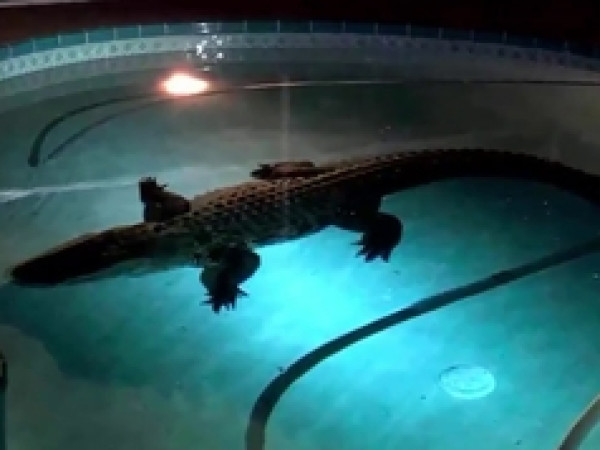 فيديو صادم.. عائلة تتفاجأ بوجود تمساح داخل حوض السباحة الخاص