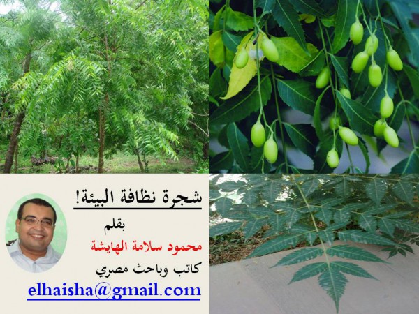 شجرة نظافة البيئة بقلم محمود سلامة الهايشة