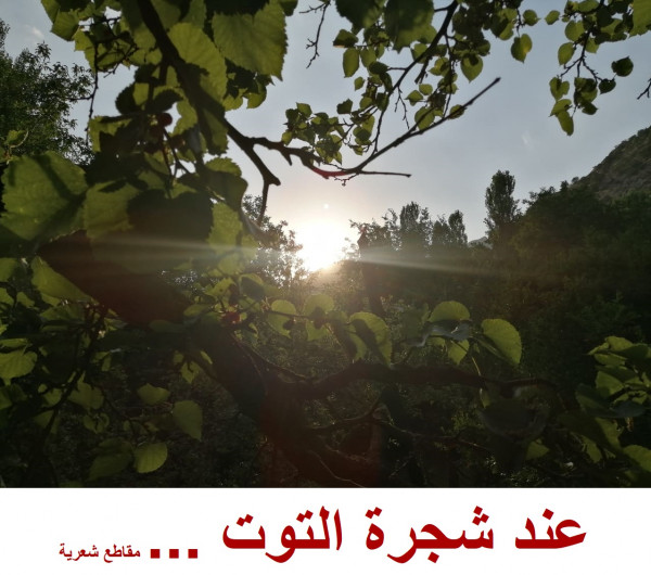 عند شجرة التوت.. مقاطع شعرية  بقلم:ايفان علي عثمان